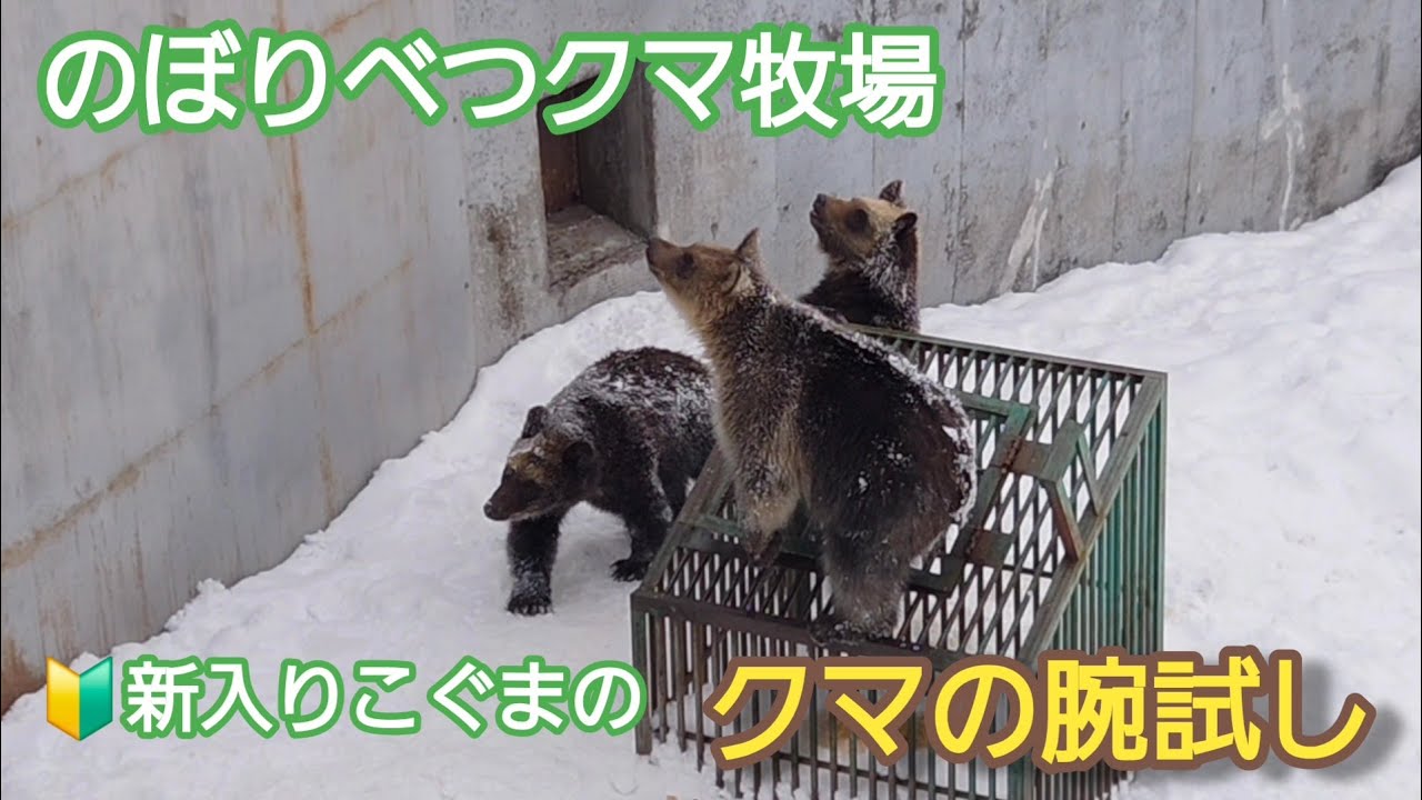 のぼりべつクマ牧場　新入りこぐまの「クマの腕試し」