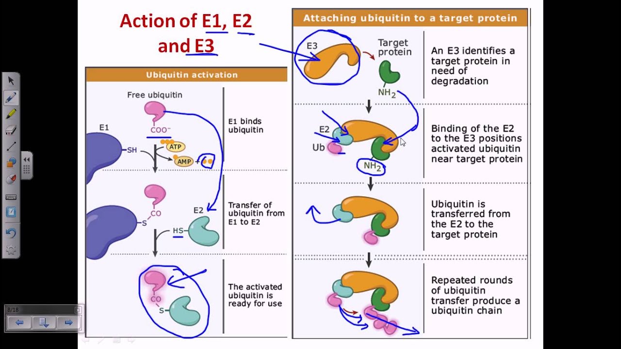 Ubiquitin and polyubiquitination