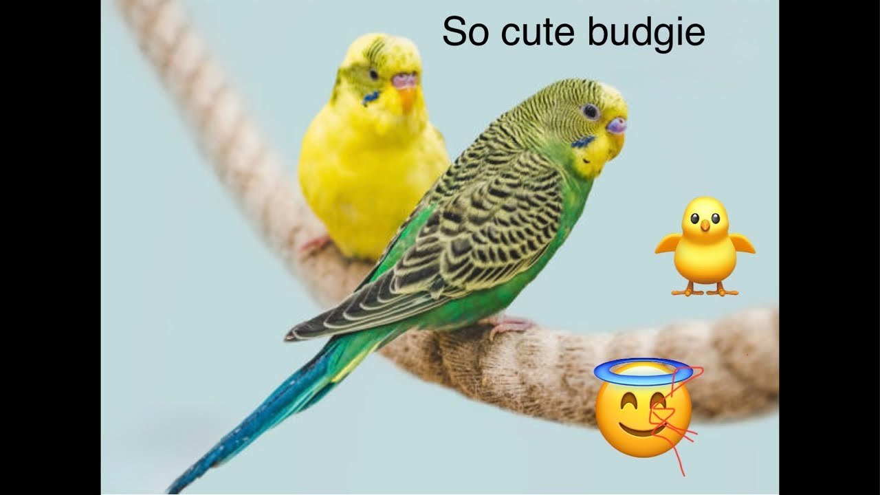 lovebirds cute video