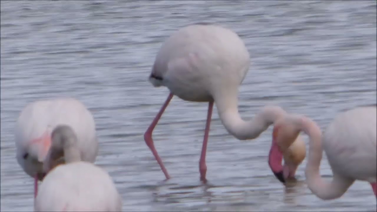 Primeros planos de flamencos. Laguna Larga de Villacañas 8-2-2026