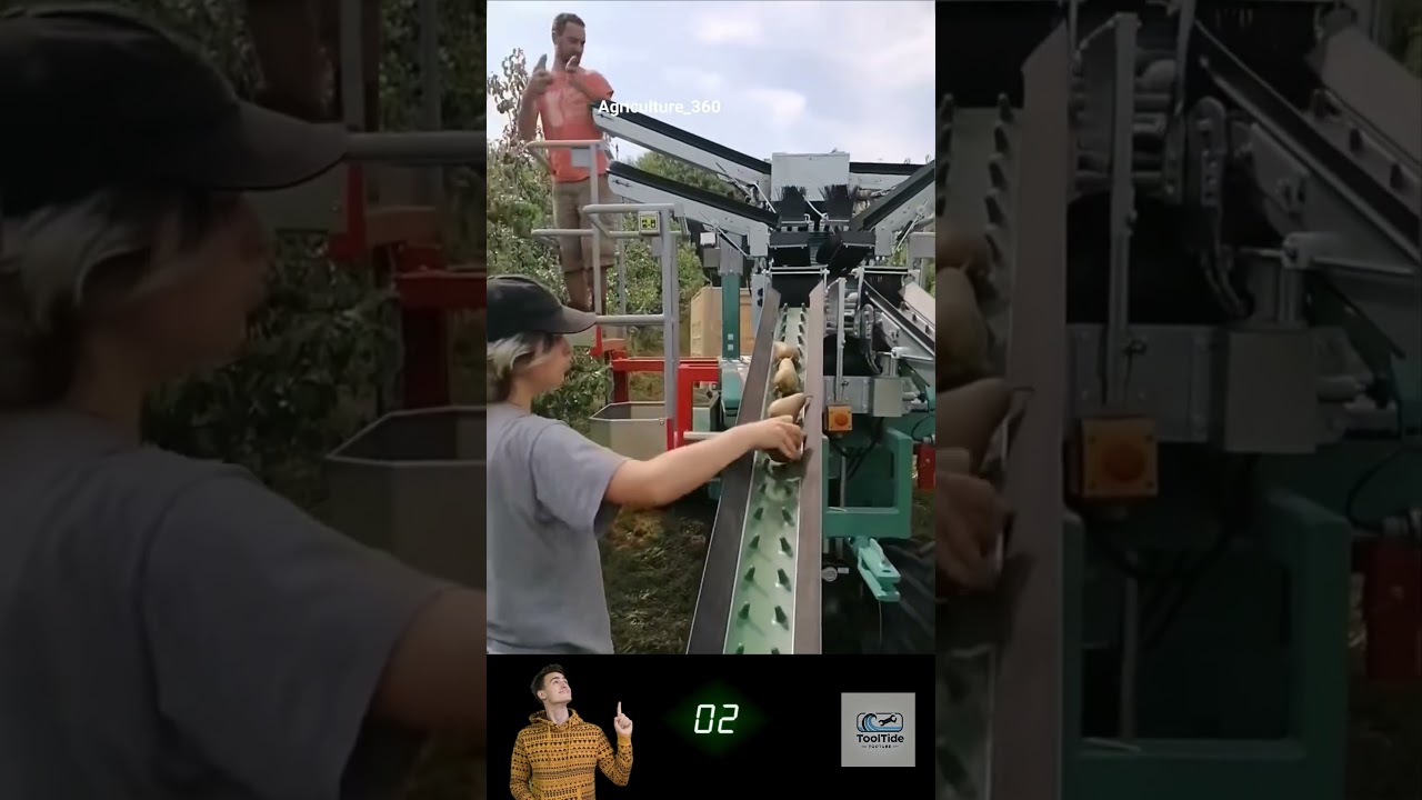 Manual Pear Harvesting with Smart Conveyor Belt 🍐 Efficient Farm Workflow!