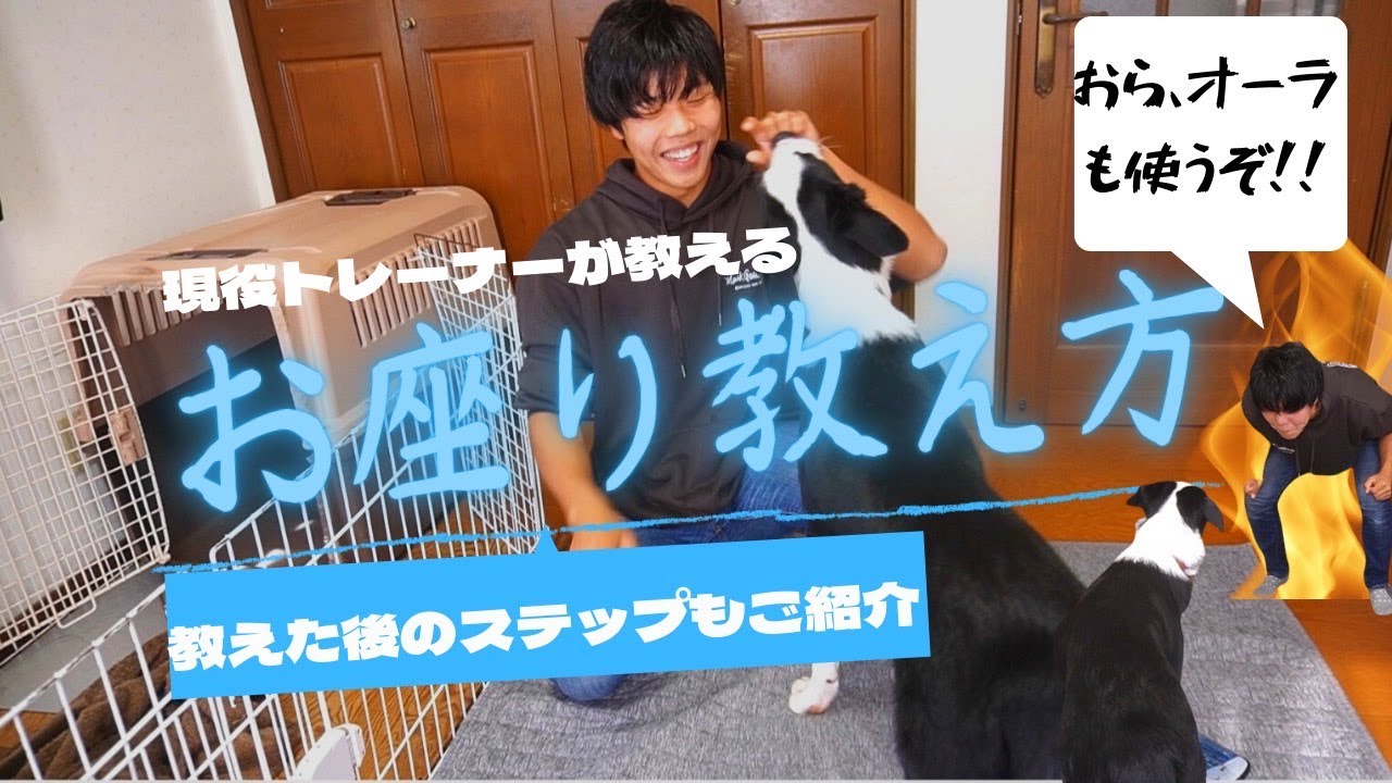 【解説】お座りの教え方‼現役トレーナーと10カ月のボーダーコリーが解説!!