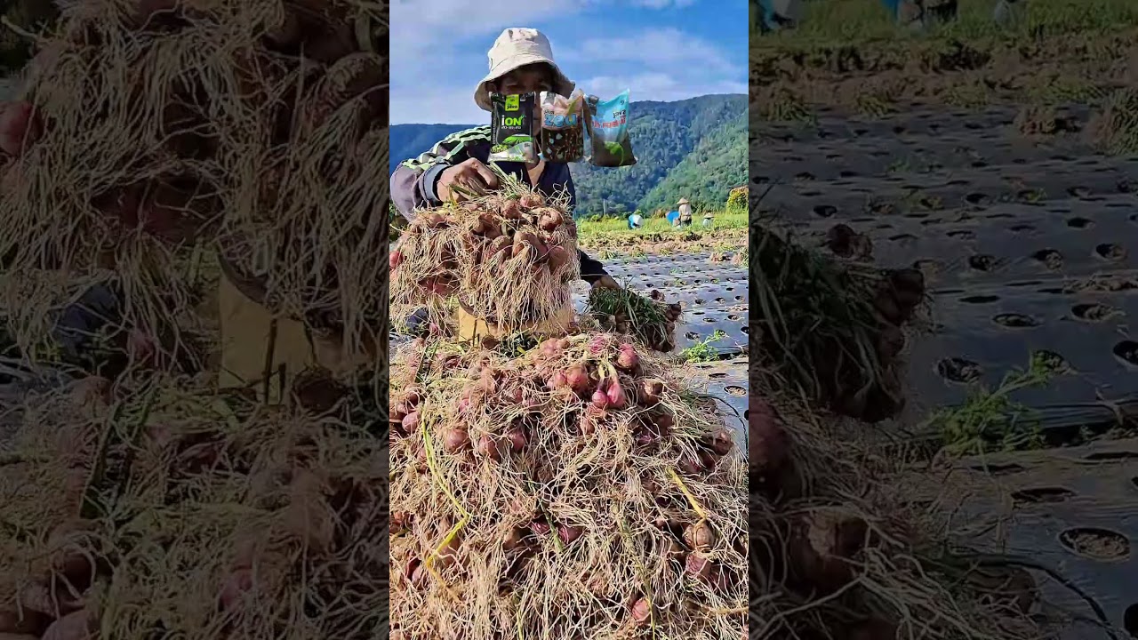 HASIL EFIKASI PUPUK iOnik #agrikultur #javamasagrophos #teknikpertanian