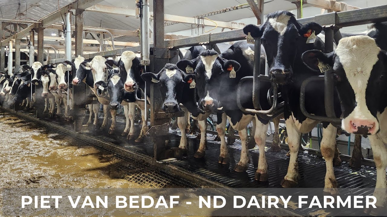 Dairy Cows Going on Vacation (129)