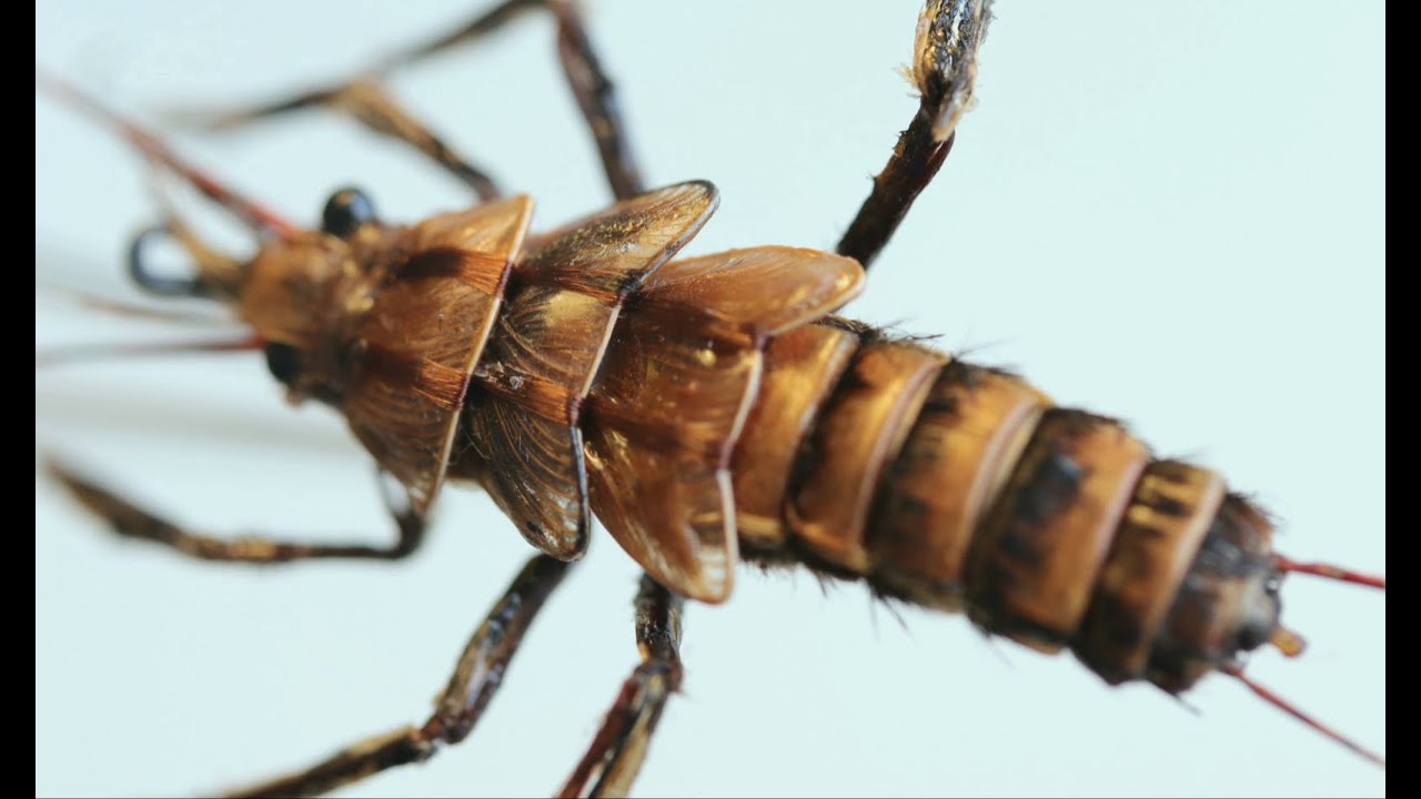 Stone fly nimph