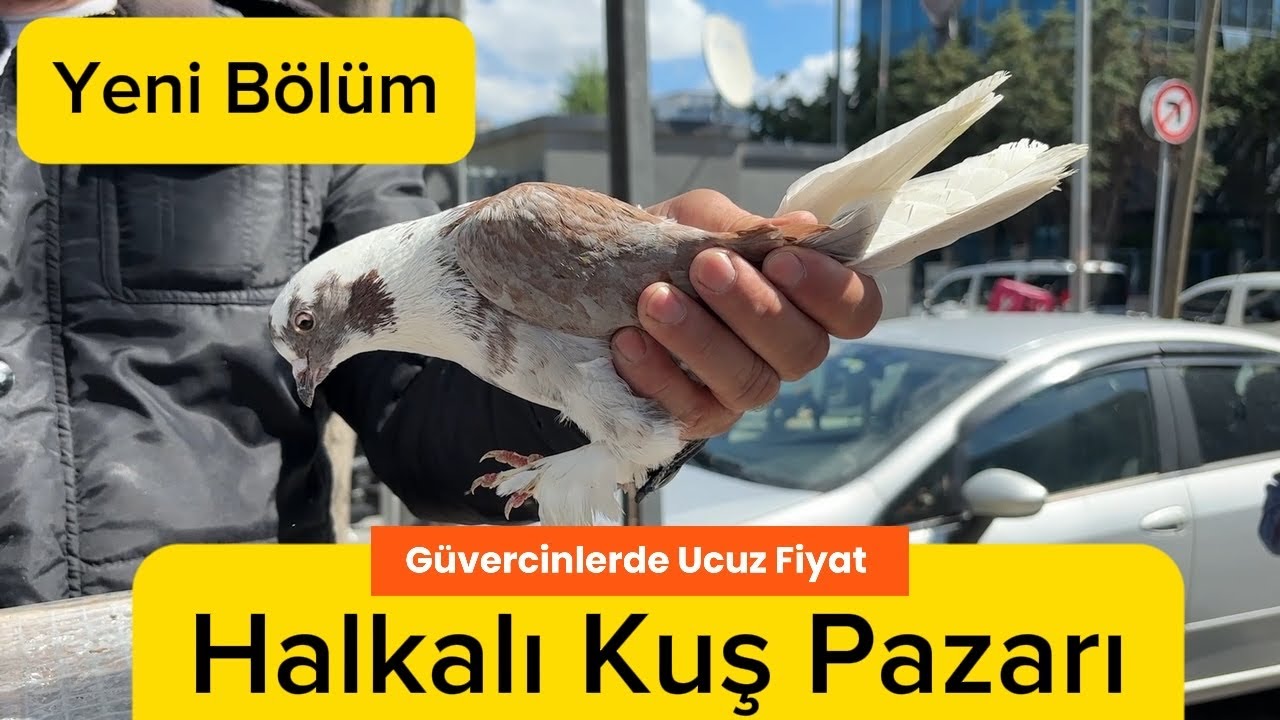 Halkalı Kuş Pazarı #kuşpazarı #güvercin