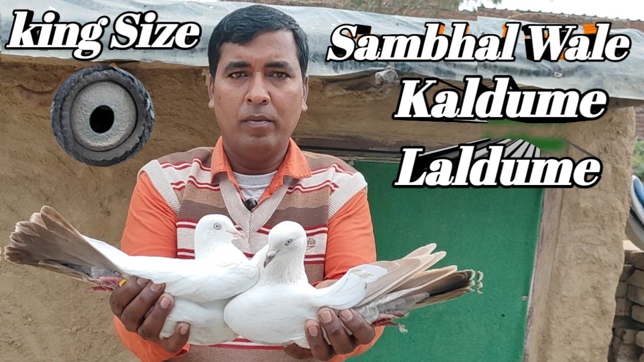 India Ki Top Nasl Sambhal Wale Kabootar ! ऐक नस्ल ईघर भी दिबाना बना देगी !Arshad idrisi
