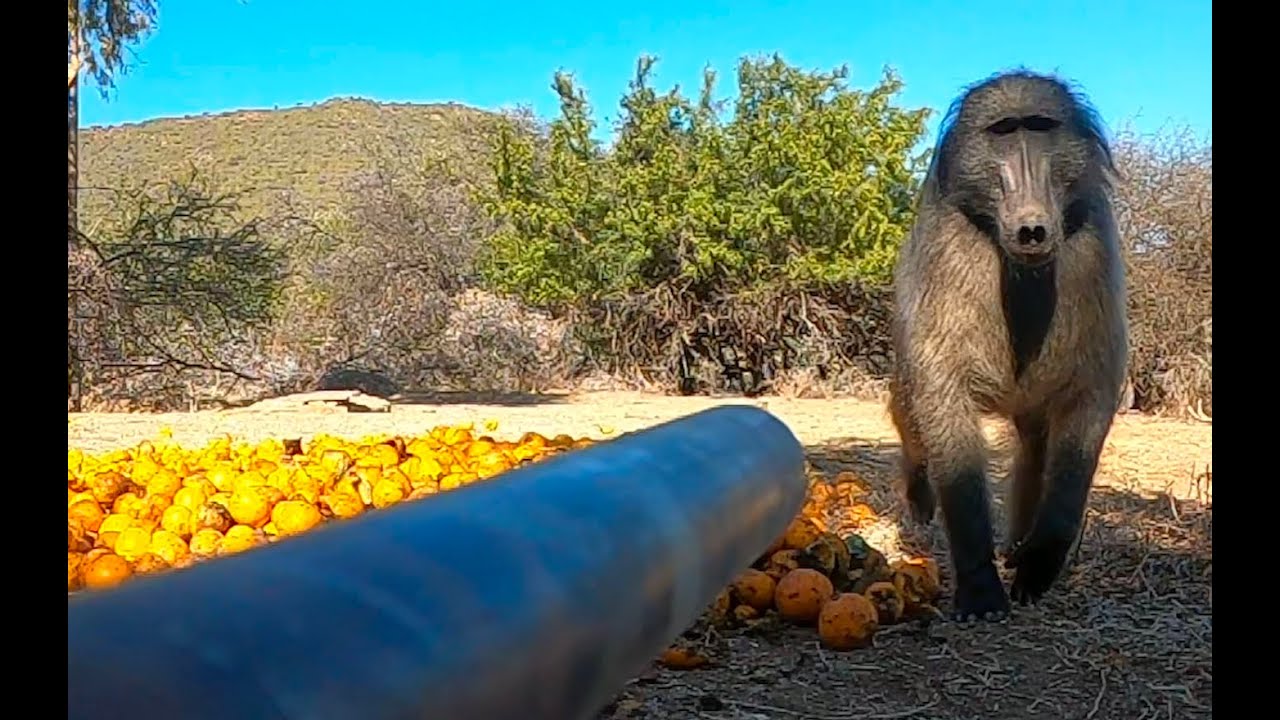 Blowgun, Baboons and  Danger