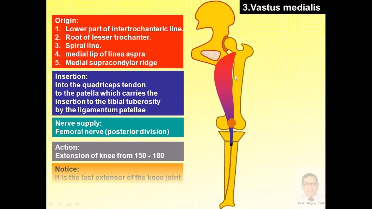 Magdy said anatomy series,lower limb,front of thigh,quadriceps femoris,v1