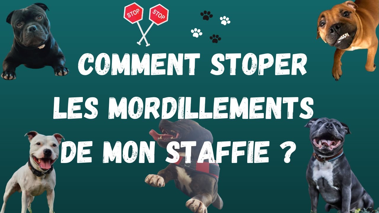 POURQUOI MON CHIEN MORDILLE-IL ?? Astuces pour aider à arrêter les mordillements de votre Staffie