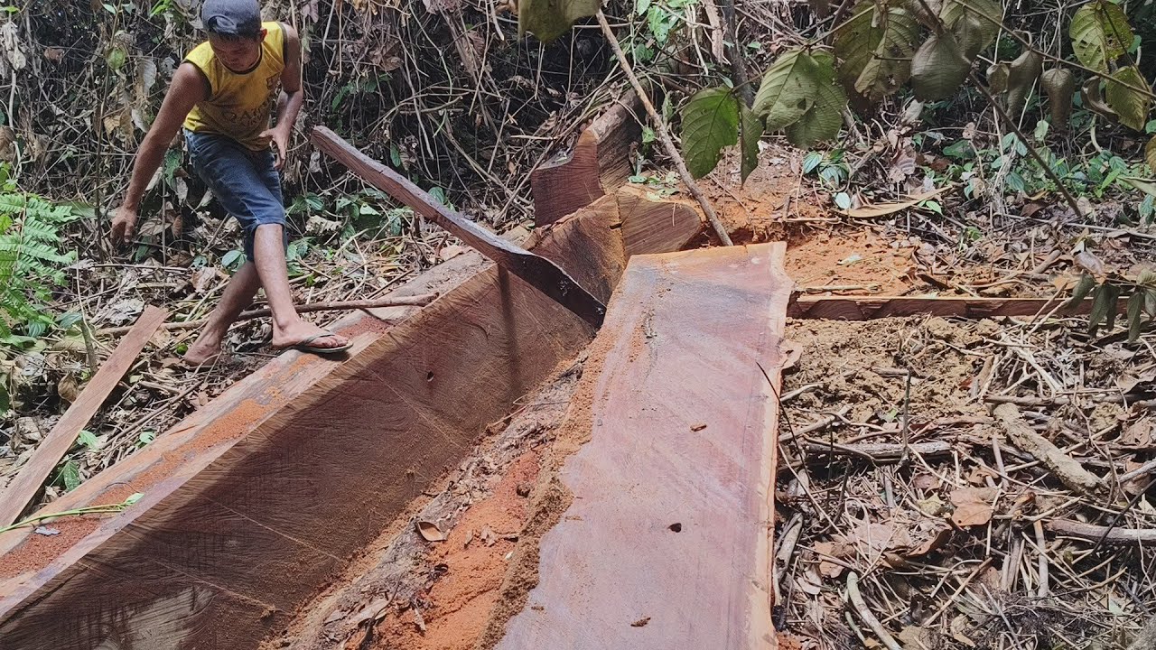 Kayu ulin panjang di pedalaman Kalimantan