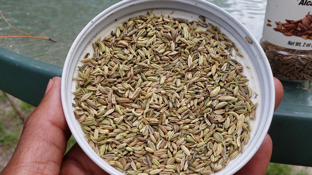 Caraway & Fennel seeds for Digestive Health
