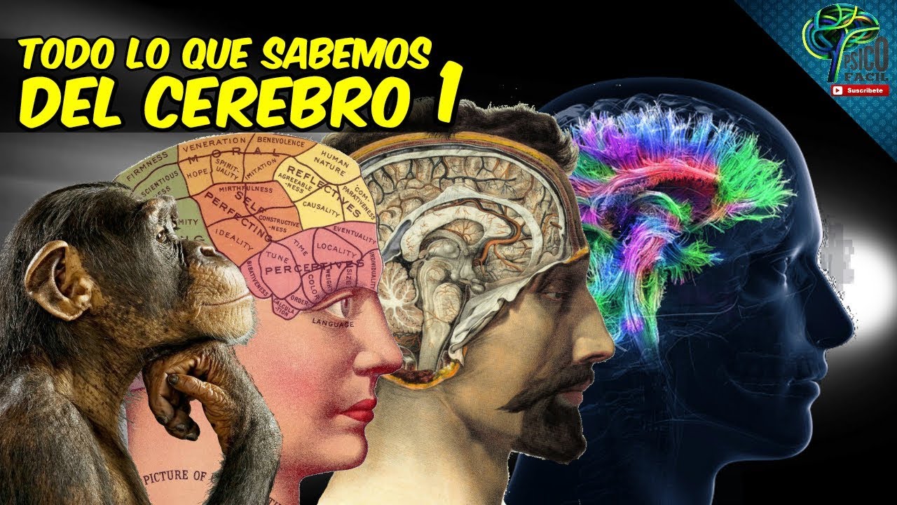 TODO LO QUE SABEMOS HASTA HOY DEL CEREBRO PARTE 1 | Historia, estudios y homúnculo