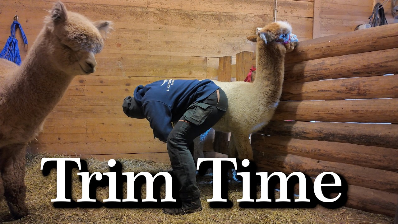 Alpakkapoikien kynsihuolto - Näin homma sujuu! 🥰🦙🦙🦙