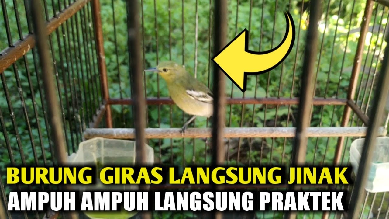 GARA-GARA TRIK LICIK INI | BURUNG SIRTU HASIL PIKAT OMBYOKAN LANGSUNG JINAK,L.. TERBUKTI
