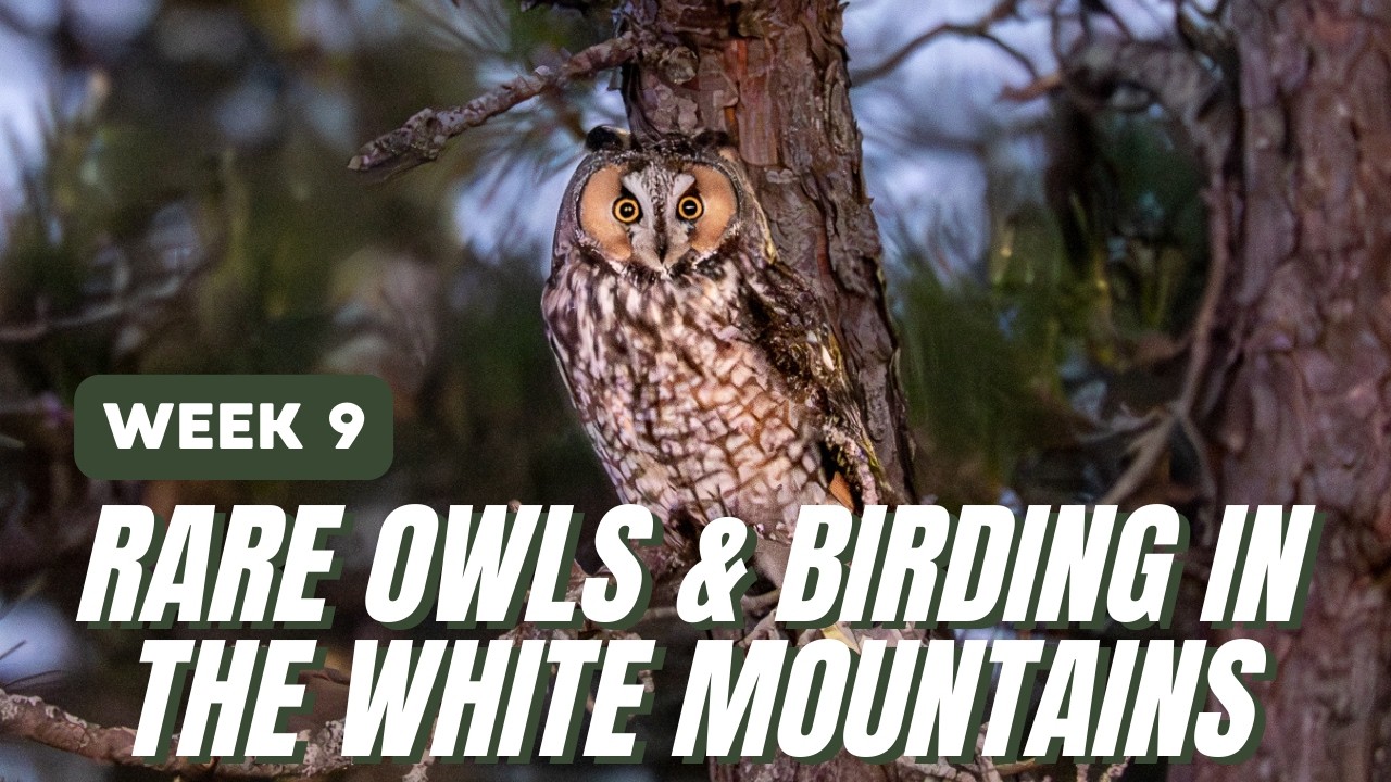 Finding Rare Owls & Hiking Pondicherry Wildlife Refuge | Birding in Massachusetts & New Hampshire