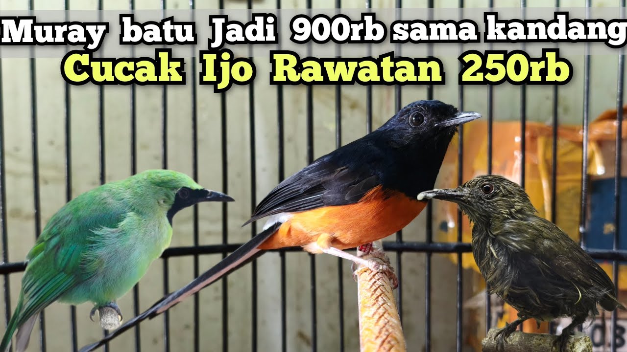 MURAI BATU JADI 900rb SAMA KANDANG‼️ CUCAK IJO RAWATAN 250rb‼️