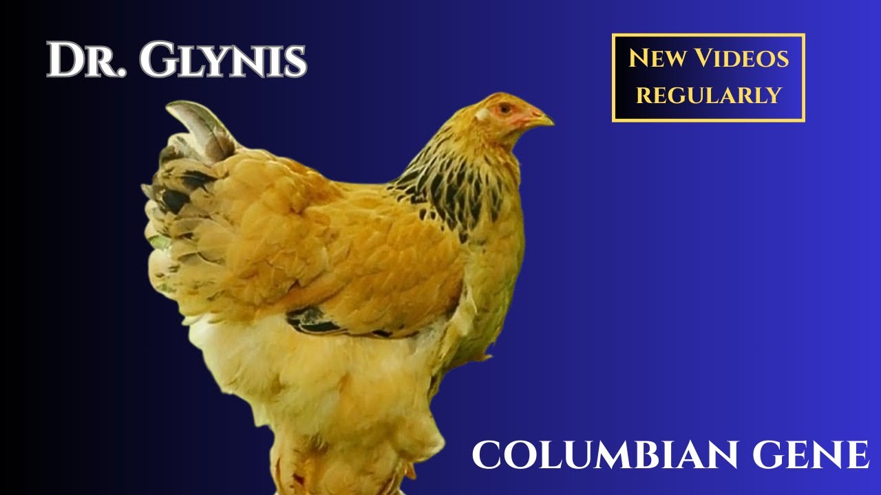 9. Chicken Genetics: The Colombian Gene and Genetic Ratios