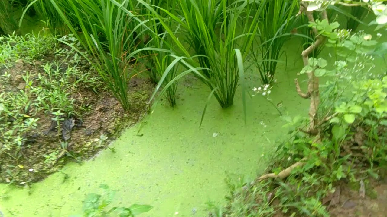 Lemna dan azolla ada di persawahan