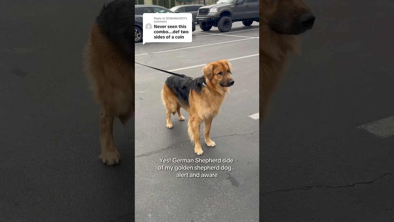 Golden Retriever or German Shepherd? It’s both! 