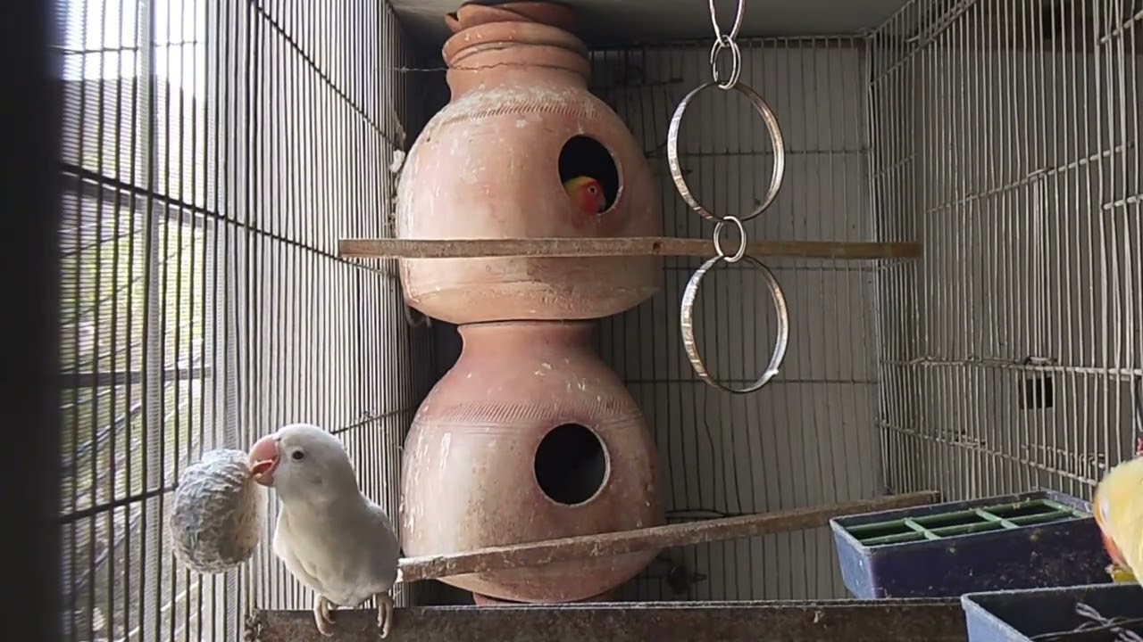 Lucky Lovebirds daily amazing moments forever 🥳🦜🐦🕊️
