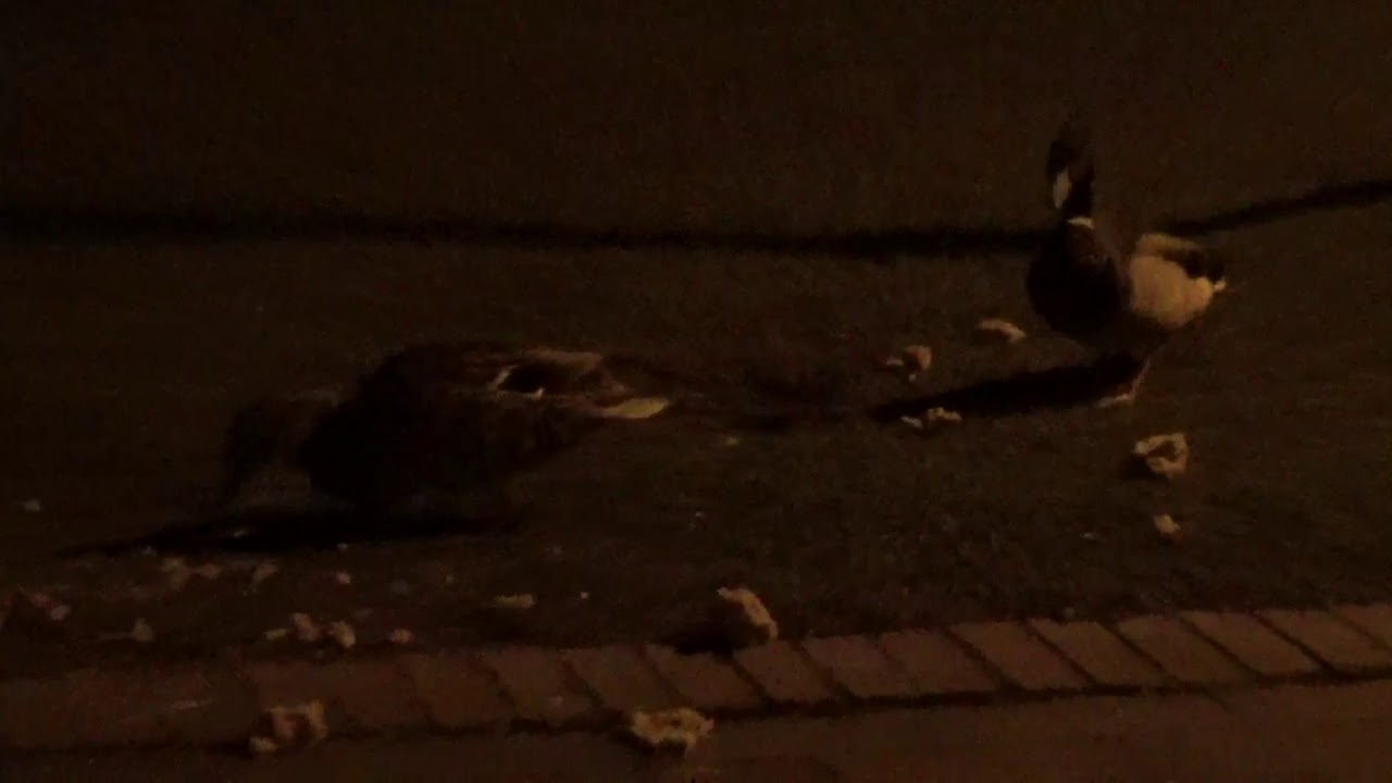 Die Enten beim Fressen am Teichhof in Stralsund Knieper West im April 2020