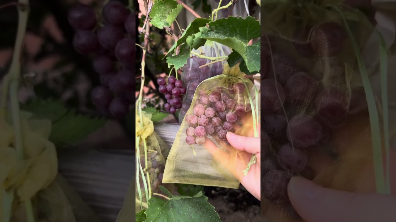 Harvesting Some Grapes 🍇-ថ្ងៃនេះចេញមកប្រមូលផលផ្លែទំពាំងបាយជូម្តង #lincookingrecipes 