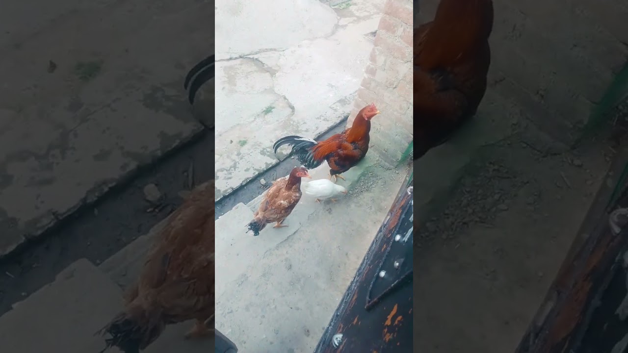 88 days complete poultry farming full video