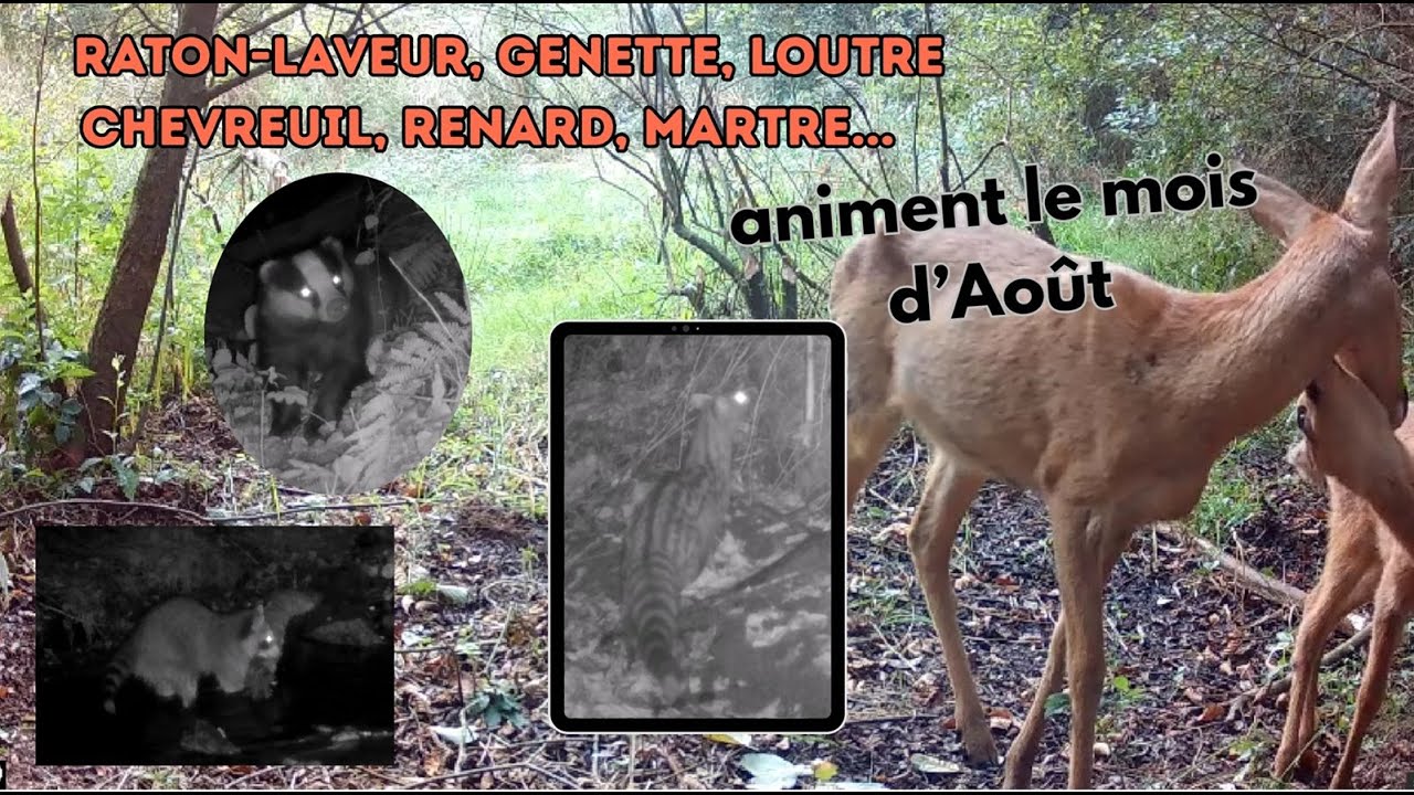 Raton laveur, genette, loutre... Un mois d'Août Wahou !!!!