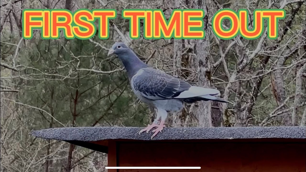 FIRST RELEASE for the 2022 young racing pigeons