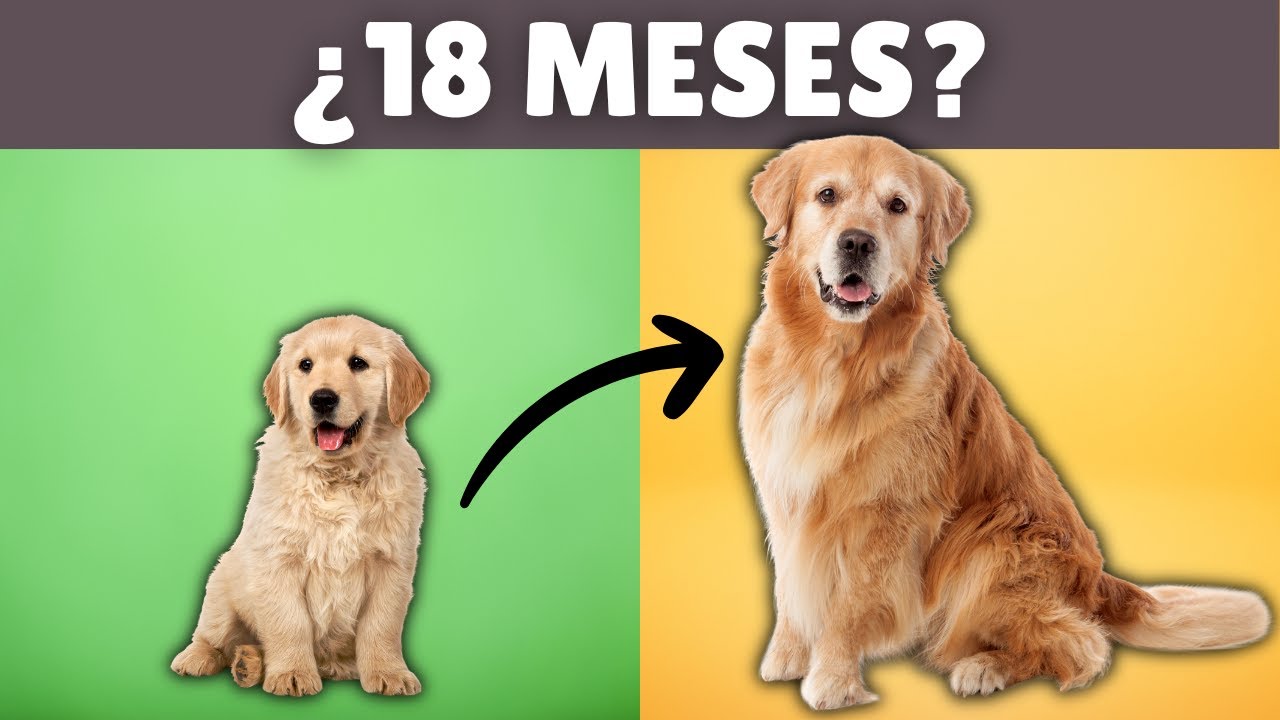 Descubre cuándo tu perro DEJA DE SER CACHORRO (según su tamaño)