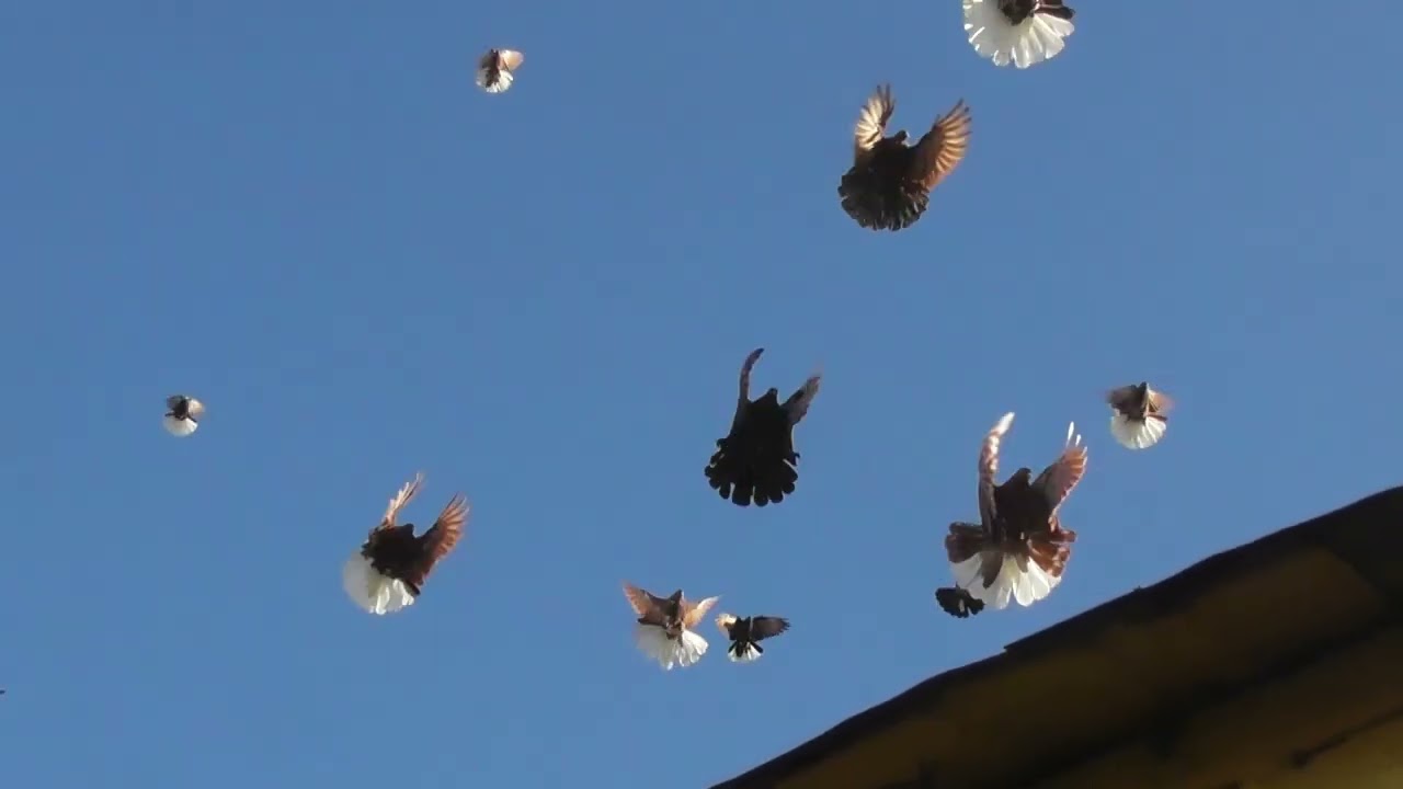 Николаевские голуби. г.Терновка 159.