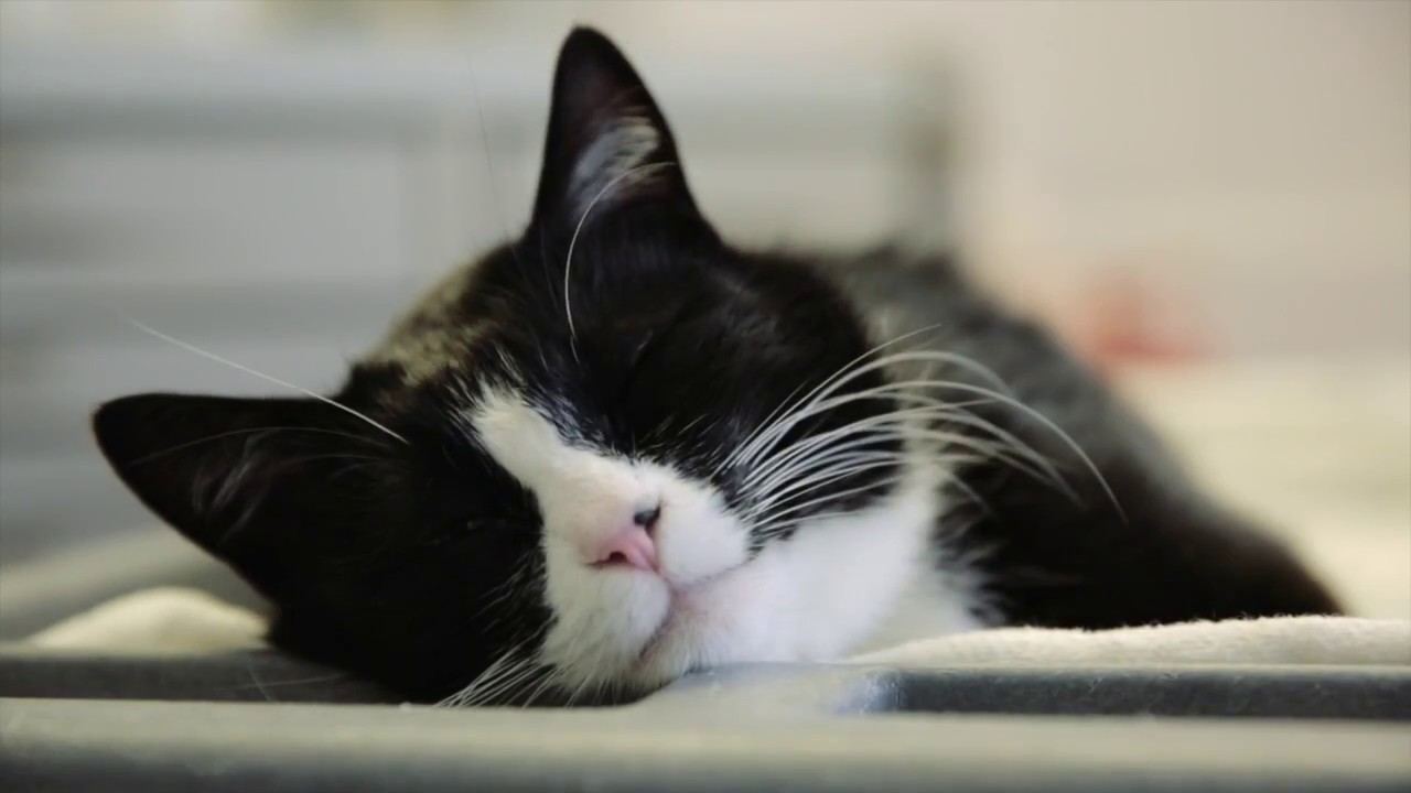 Therapy Cat 