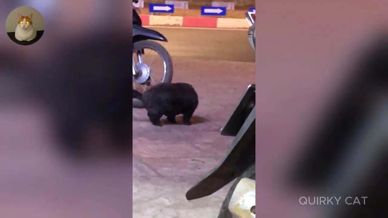 Funny ANIMALS videos 😂 | Funniest Cats and Dogs 2025 🐶😼 Part 56