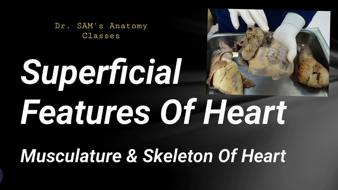 External features of heart, Superficial features of heart