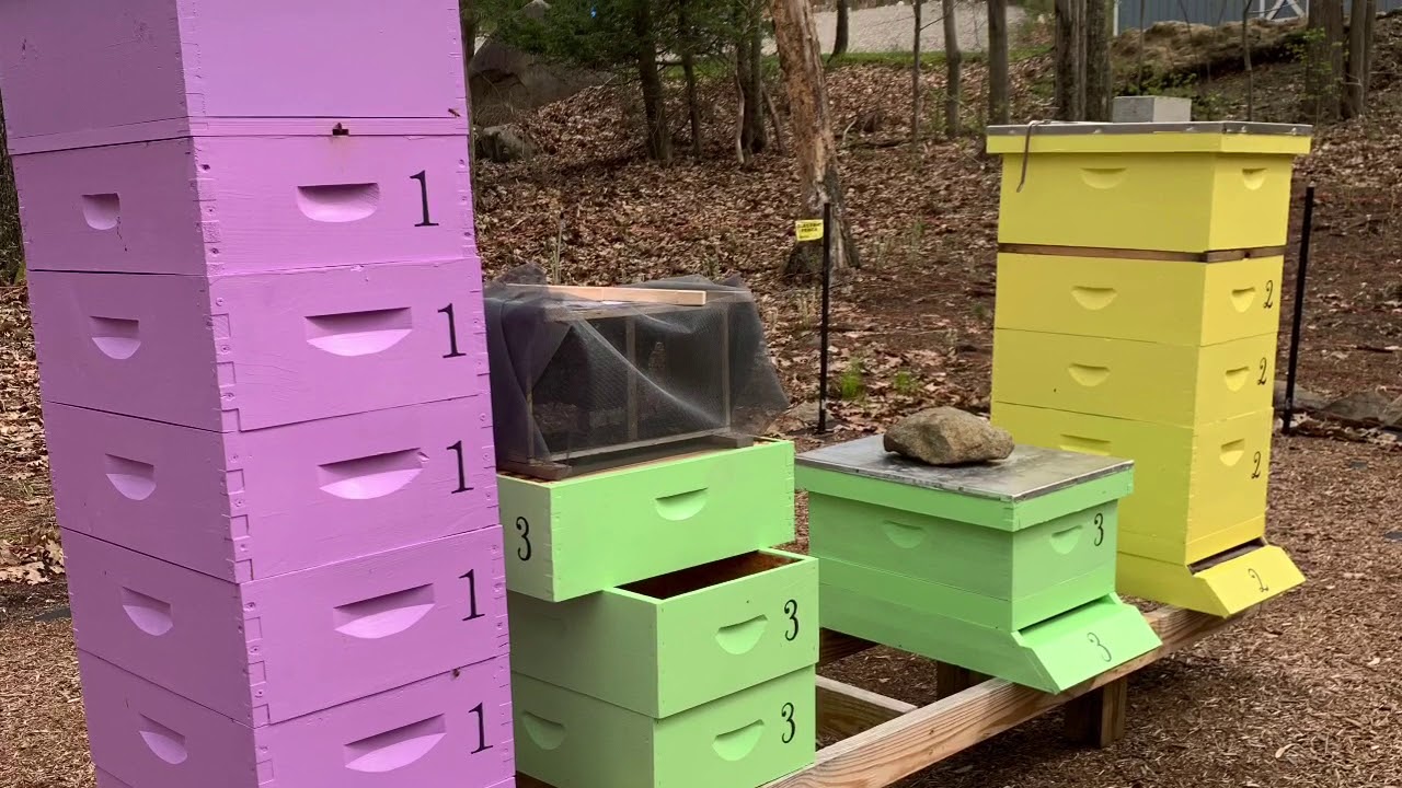 Honeybees and Pollen Sacs