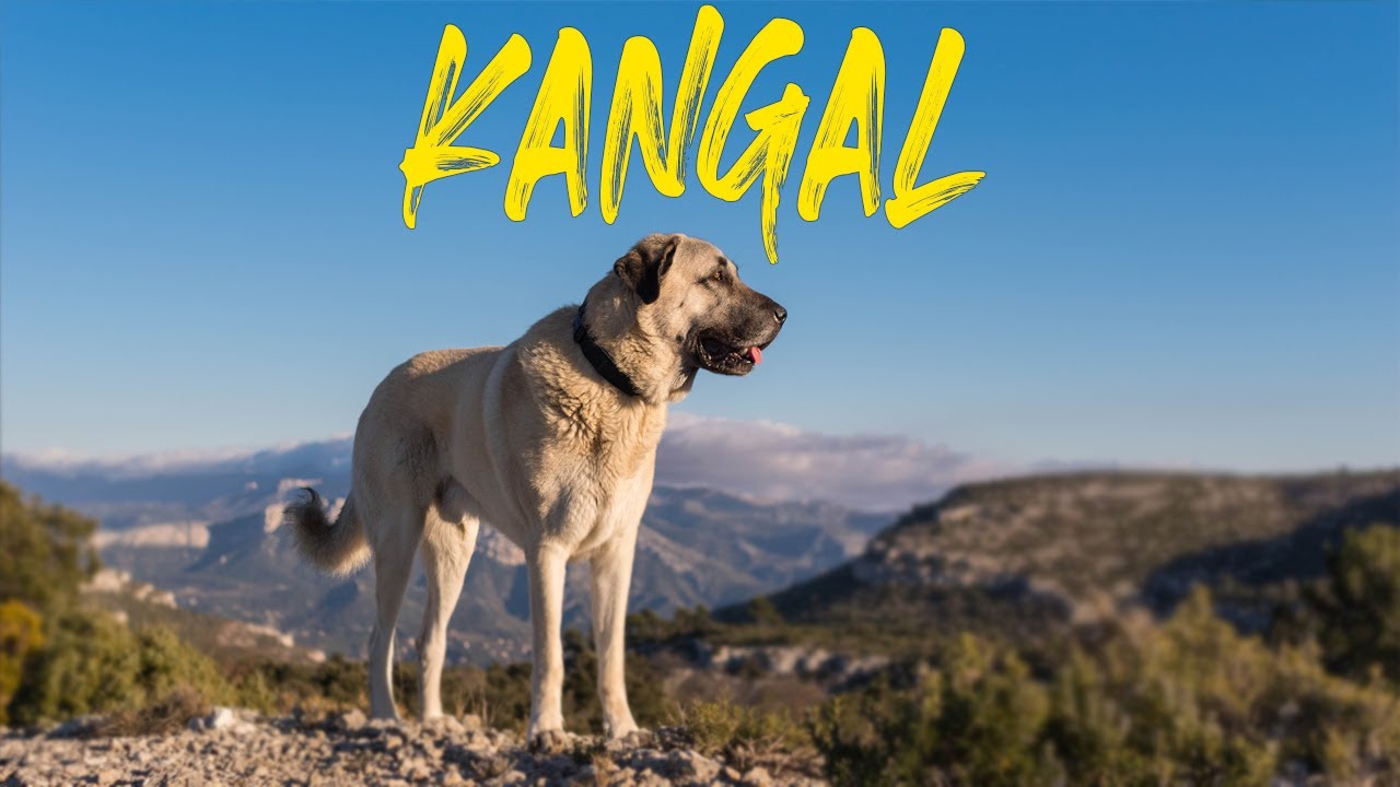 Turkish Kangal Dog Biography - All About Turkish Shepherd - Central Asian Shepherd | Pet Guru