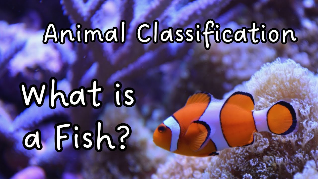 What is a Fish? Characteristics of a Fish | Animal Classification | Animal Groups | Science for Kids