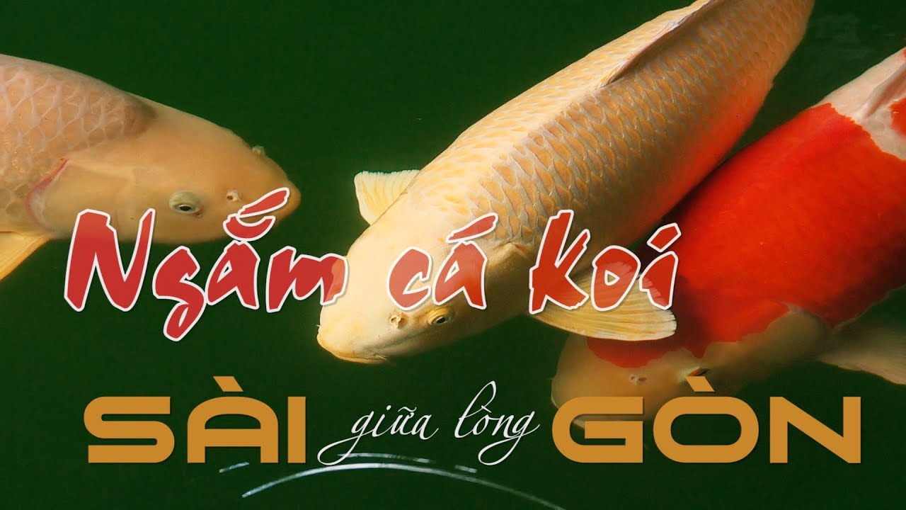 Nghề chơi cá koi bạc tỉ ở Sài Gòn