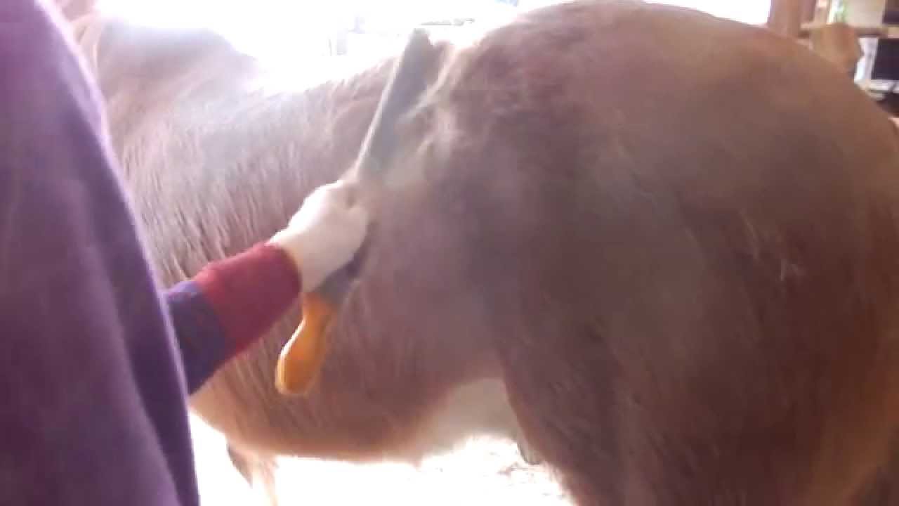 デューク