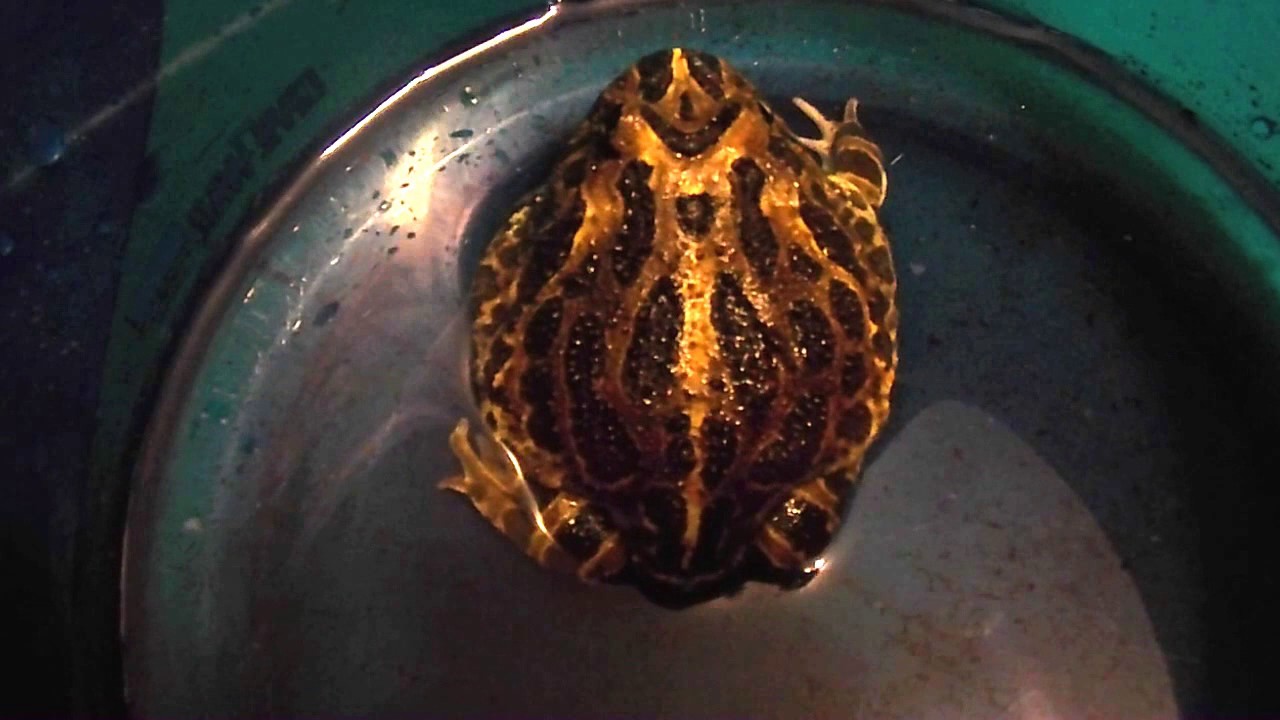 pac man frog care video