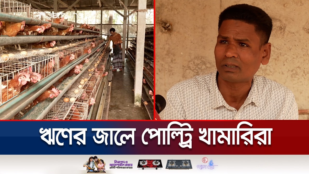 অস্তিত্ব সংকটে দেশের পোল্ট্রি খাত; দিশেহারা প্রান্তিক খামারিরা | Poultry Farming Crisis | Jamuna TV