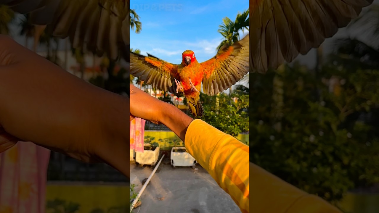 Birds freeflying training🦜 #birds #sunconurebird #parrot #parakeet #shorts #minivlog