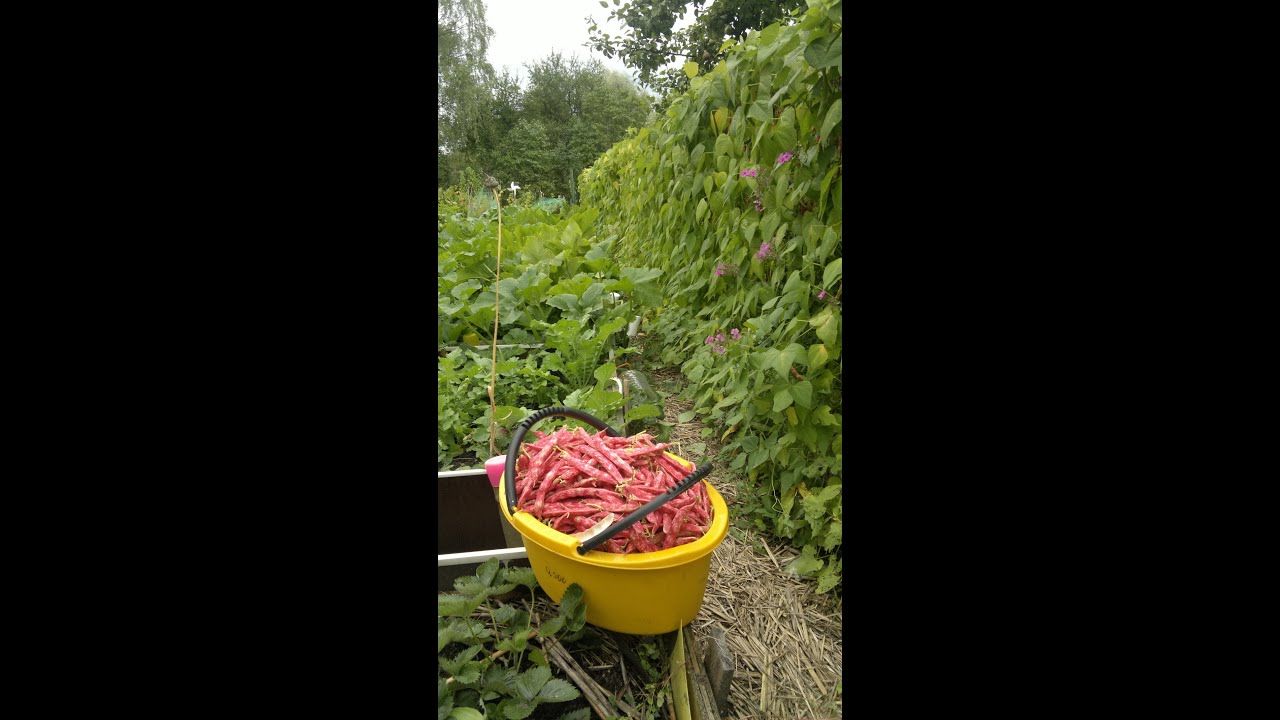 Фасоль.Советы огородникам.