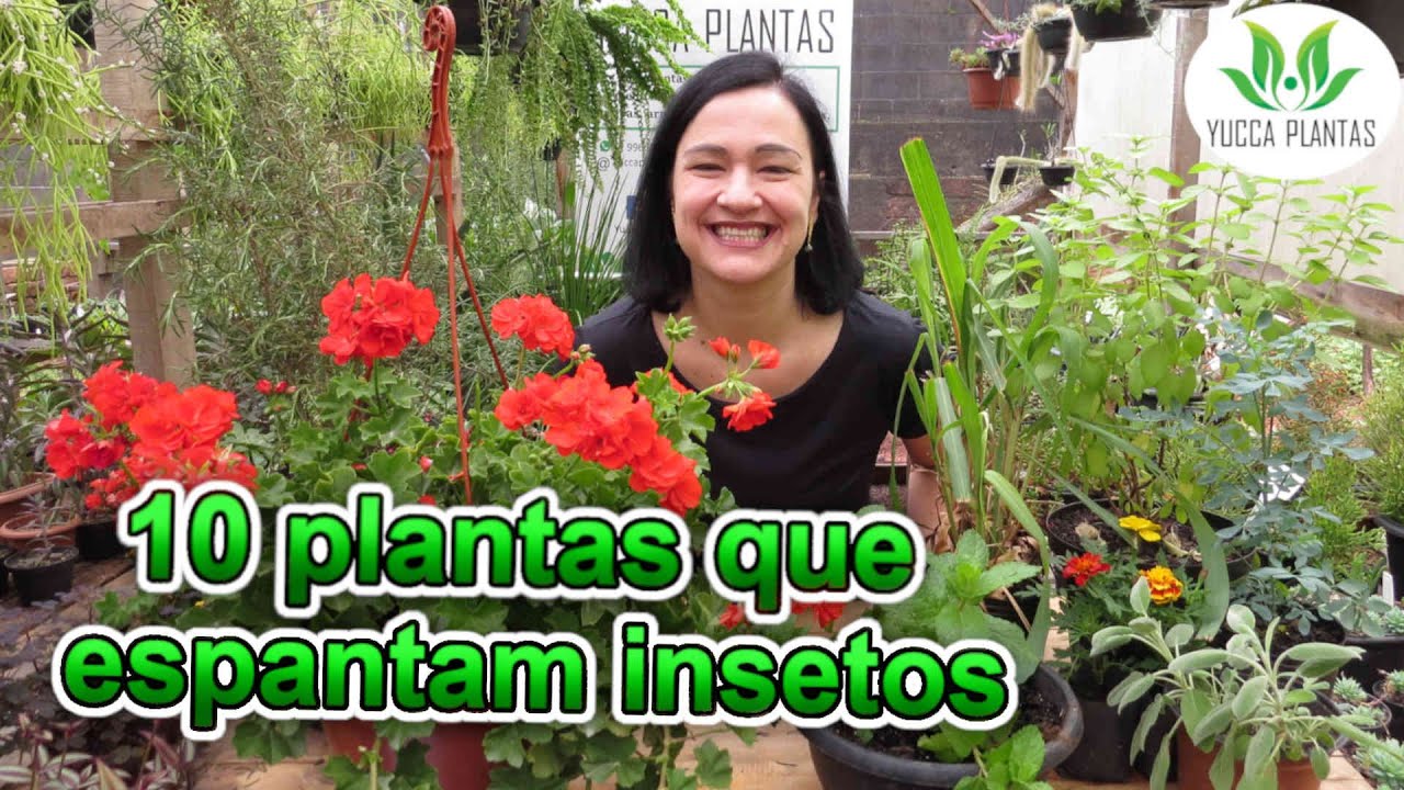 10 Plantas que espantam insetos