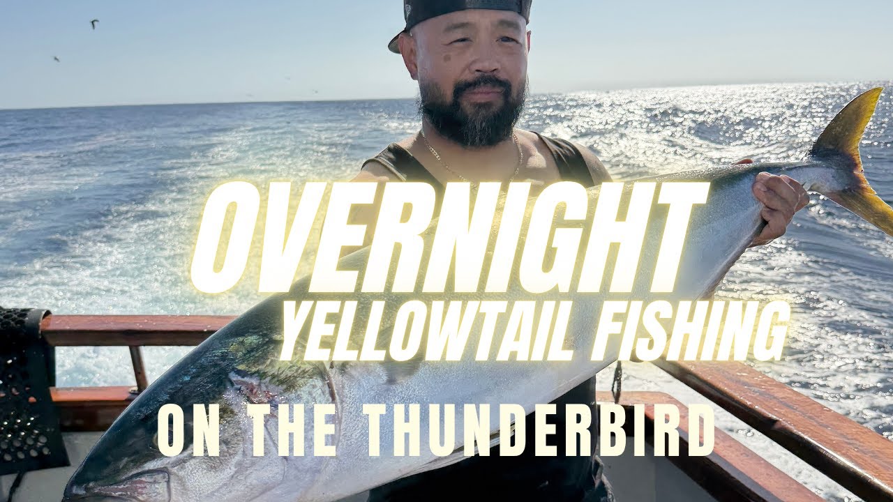 Huge Yellowtail | Fishing | Overnight Trip | Newport Landing | Thunderbird Sportfishing
