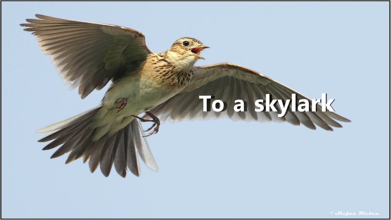 716 To a Skylark - Cecile Perold
