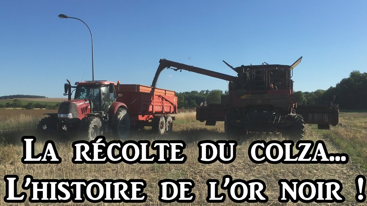 La r&eacute;colte du colza 2022... l'histoire de l'or noir !