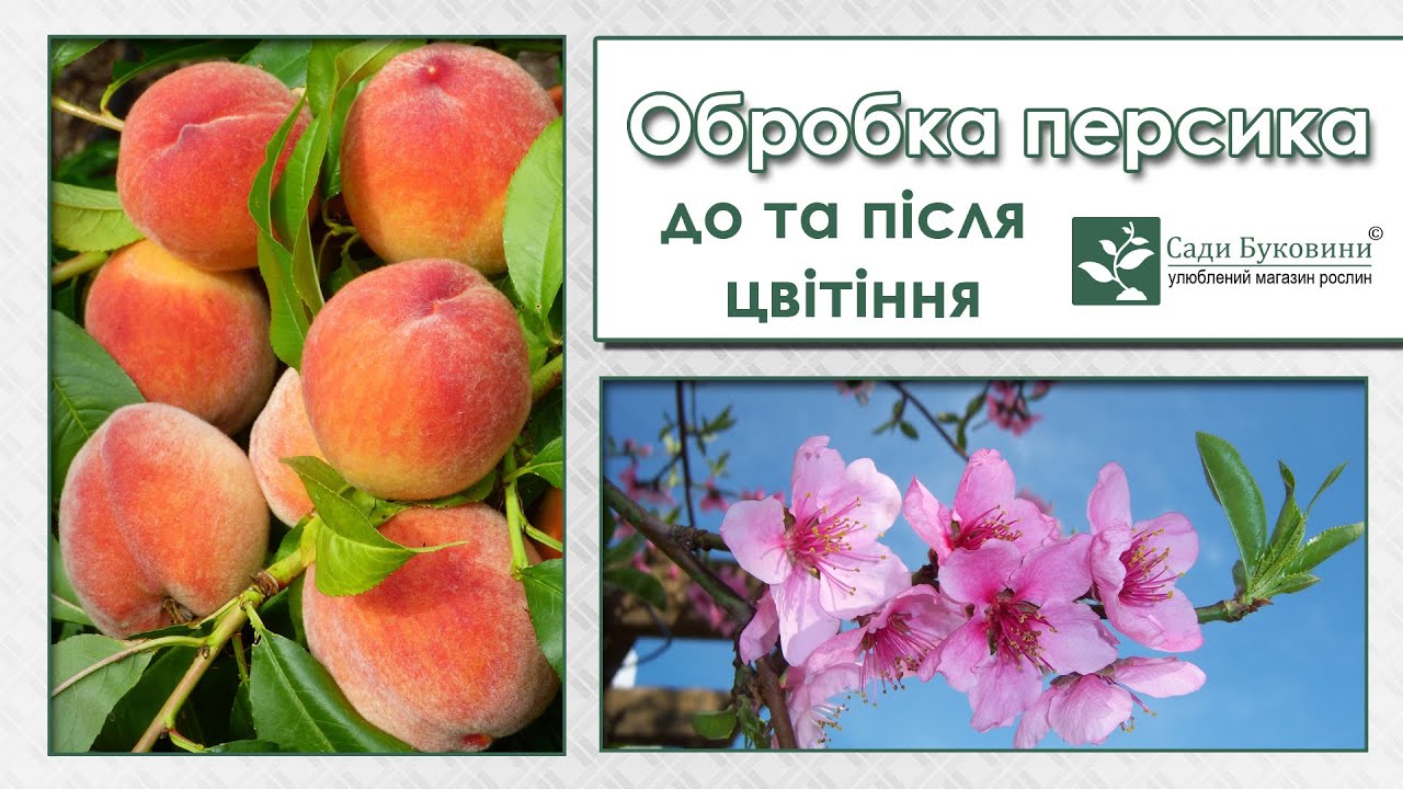 Обработка персика до и после цветения. Защита персика од курчавости и вредителей.