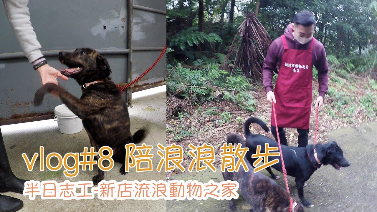 #Vlog8 陪陪毛孩子🐶 新店流浪動物之家-半日志工│Volunteering in Xin Dian Shelter 【Patrick Fit】